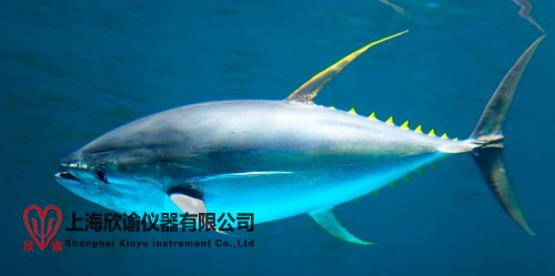 17622372783171.jpg 金槍魚 (2).jpg