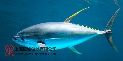 凍干金槍魚(yú)片的技術(shù)優(yōu)勢(shì)（為什么這么做？）